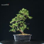 Azalea Satsuki TATEYAMA NO YUKI - immagine 8