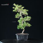 Azalea Satsuki KUNPU - immagine 5