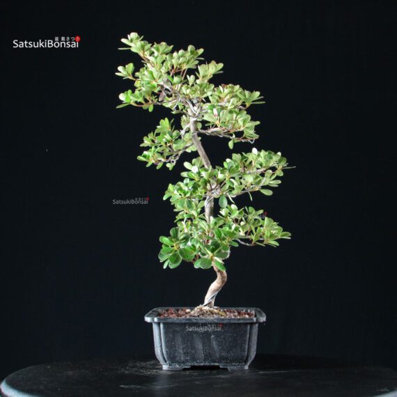 Azalea Satsuki KUNPU - immagine 5