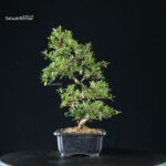 Azalea Satsuki TATEYAMA NO YUKI - immagine 9