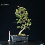 Azalea Satsuki SAKURA - immagine 7