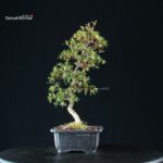 Azalea Satsuki SAKURA - immagine 8