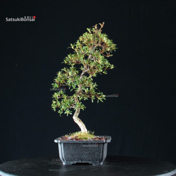 Azalea Satsuki SAKURA - immagine 8