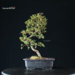 Azalea Satsuki SAKURA - immagine 9