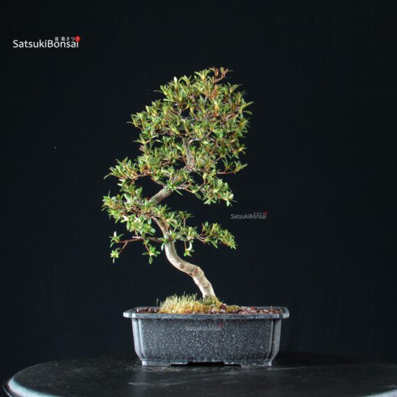 Azalea Satsuki SAKURA - immagine 9