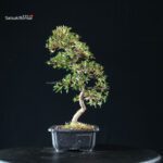 Azalea Satsuki SAKURA - immagine 10