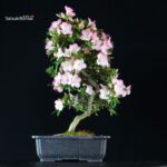 Azalea Satsuki SAKURA