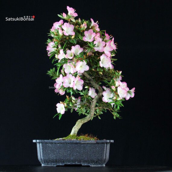 Azalea Satsuki SAKURA - immagine 1