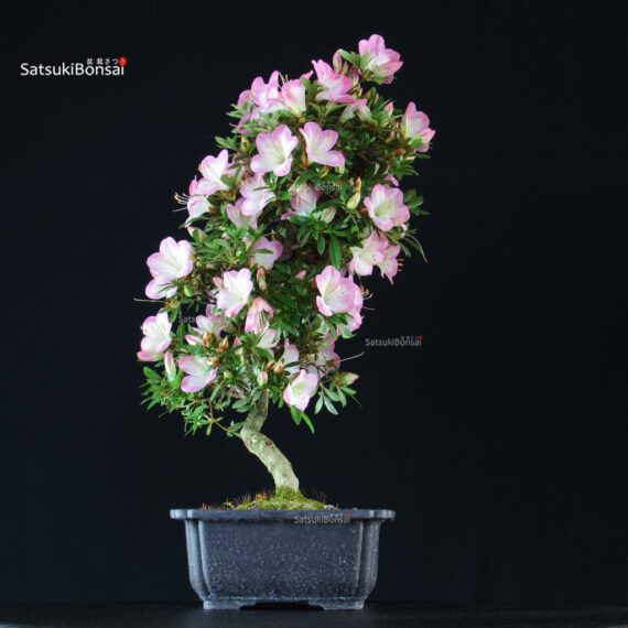 Azalea Satsuki SAKURA - immagine 3