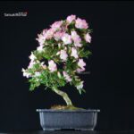 Azalea Satsuki SAKURA - immagine 4