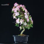 Azalea Satsuki SAKURA - immagine 5