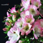 Azalea Satsuki SAKURA - immagine 2