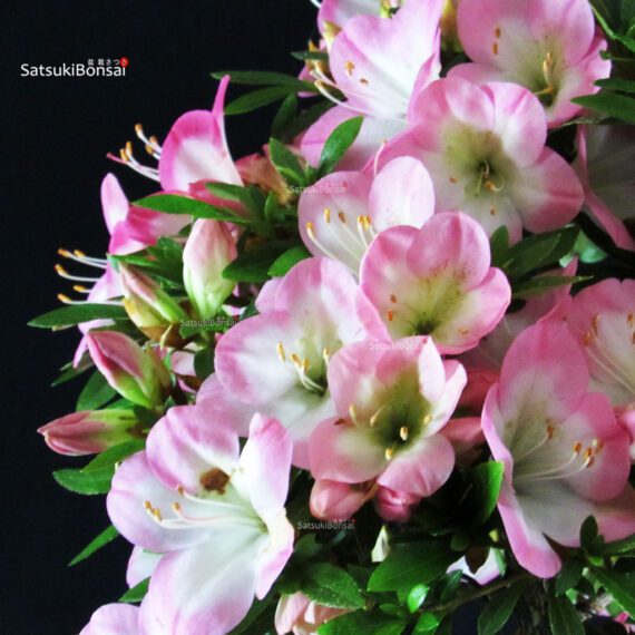 Azalea Satsuki SAKURA - immagine 2