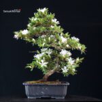 Azalea Satsuki TATEYAMA NO YUKI