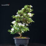 Azalea Satsuki TATEYAMA NO YUKI - immagine 4