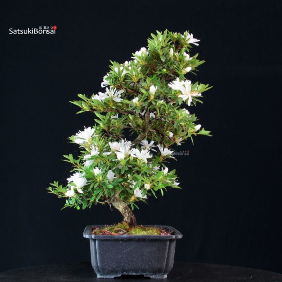 Azalea Satsuki TATEYAMA NO YUKI - immagine 4