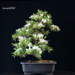 Azalea Satsuki TATEYAMA NO YUKI - immagine 5