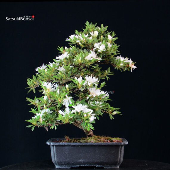 Azalea Satsuki TATEYAMA NO YUKI - immagine 5