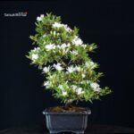 Azalea Satsuki TATEYAMA NO YUKI - immagine 10