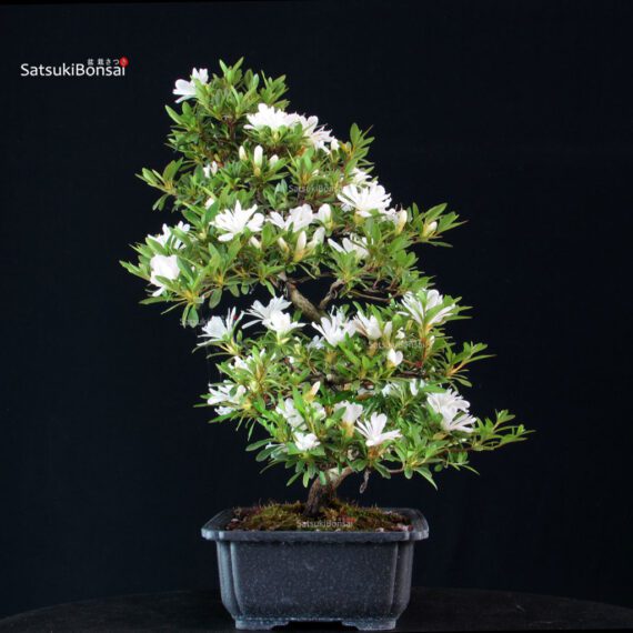 Azalea Satsuki TATEYAMA NO YUKI - immagine 10