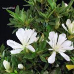 Azalea Satsuki TATEYAMA NO YUKI - immagine 2