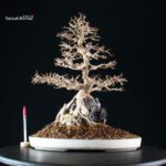 Acer Buergerianum - Kaede - immagine 9