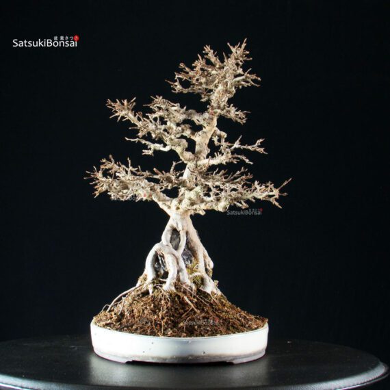 Acer Buergerianum - Kaede - immagine 10