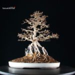 Acer Buergerianum - Kaede - immagine 11