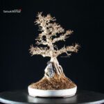 Acer Buergerianum - Kaede - immagine 12