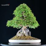 Acer Buergerianum - Kaede - immagine 5