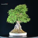 Acer Buergerianum - Kaede - immagine 6