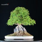 Acer Buergerianum - Kaede - immagine 7