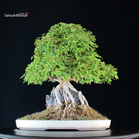 Acer Buergerianum - Kaede - immagine 7