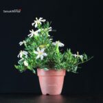 Gardenia Jasminoides