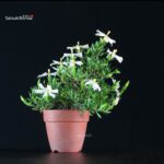 Gardenia Jasminoides - immagine 2