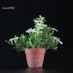 Gardenia Jasminoides - immagine 3