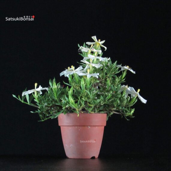 Gardenia Jasminoides - immagine 3