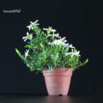 Gardenia Jasminoides - immagine 4