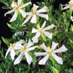 Gardenia Jasminoides - immagine 5