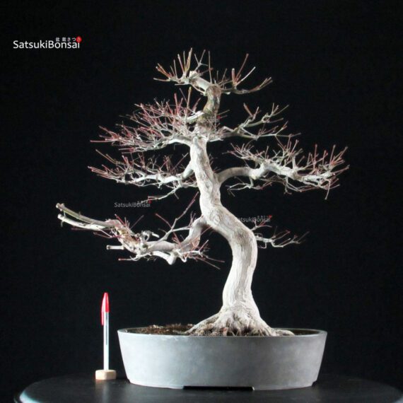 Acero Palmato Yamamomiji - immagine 8