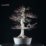 Acero Palmato Yamamomiji - immagine 9