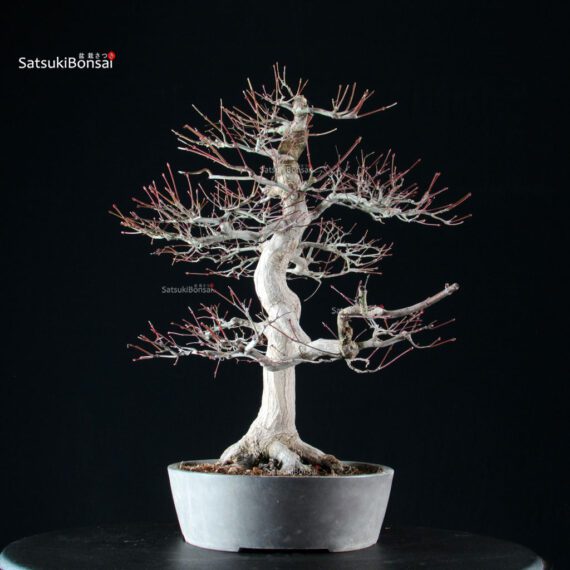 Acero Palmato Yamamomiji - immagine 9