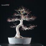 Acero Palmato Yamamomiji - immagine 10