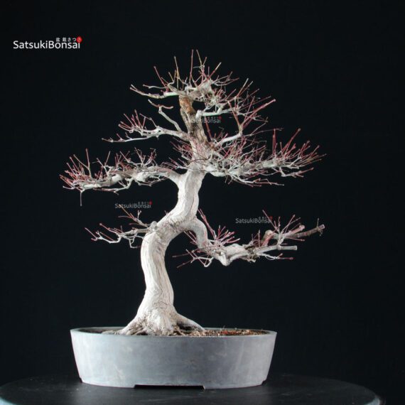 Acero Palmato Yamamomiji - immagine 10