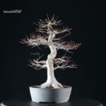 Acero Palmato Yamamomiji - immagine 11