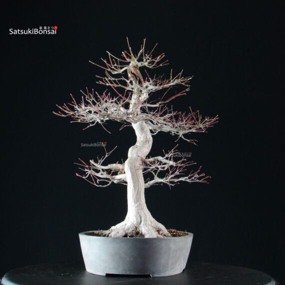 Acero Palmato Yamamomiji - immagine 11