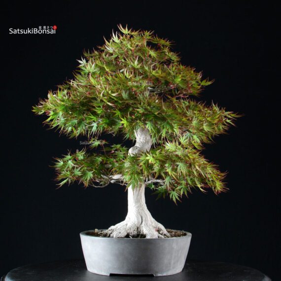 Acero Palmato Yamamomiji - immagine 5