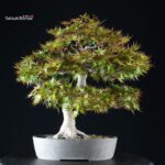 Acero Palmato Yamamomiji - immagine 6