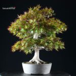 Acero Palmato Yamamomiji - immagine 7