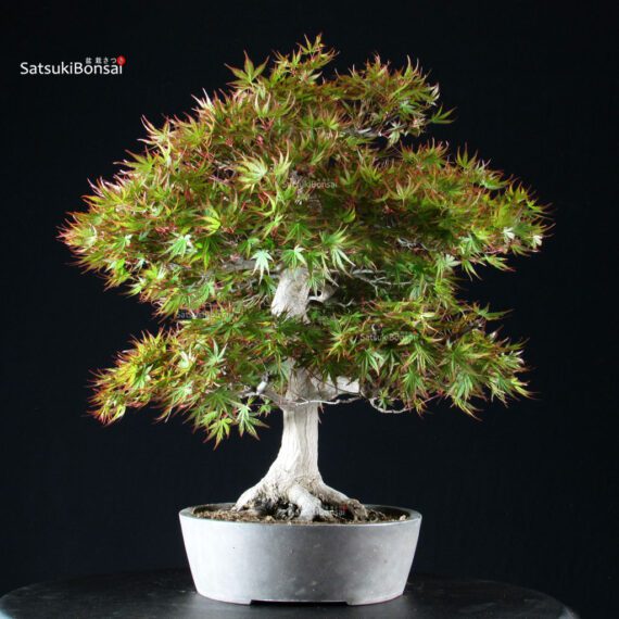 Acero Palmato Yamamomiji - immagine 7